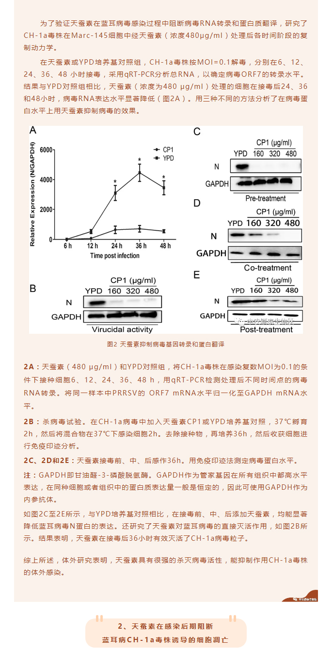 天蠶素抗菌肽抑制豬藍耳病毒的研究_03