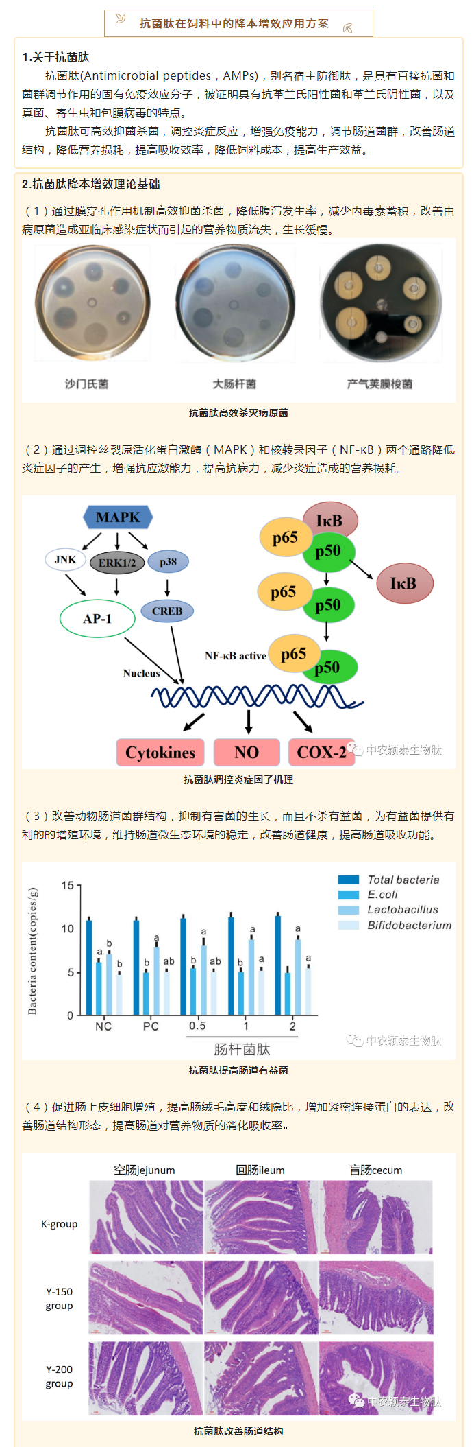 降本增效，穎“肽”有道——抗菌肽降低飼料營養(yǎng)水平應(yīng)用方案_02